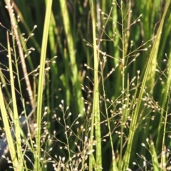 Isachne globosa (Swamp Millet) at Point Hut to Tharwa - 19 Feb 2017 by MichaelBedingfield