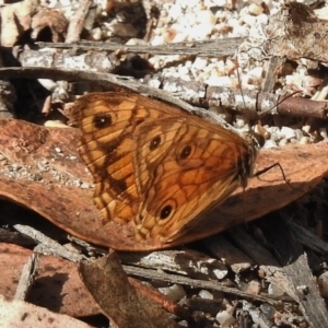 Geitoneura acantha at Rendezvous Creek, ACT - 19 Feb 2017