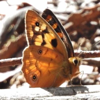 Heteronympha penelope (Shouldered Brown) at Rendezvous Creek, ACT - 19 Feb 2017 by JohnBundock