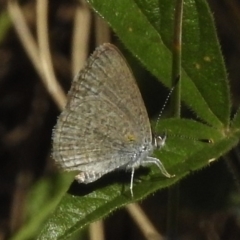 Zizina otis (Common Grass-Blue) at Rendezvous Creek, ACT - 19 Feb 2017 by JohnBundock