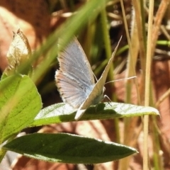 Zizina otis at Rendezvous Creek, ACT - 19 Feb 2017 02:48 PM