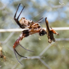 Trichonephila edulis (Golden orb weaver) at Gungahlin, ACT - 20 Feb 2017 by CedricBear