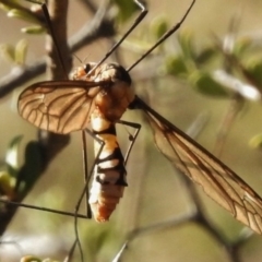 Leptotarsus (Leptotarsus) clavatus (A crane fly) at Rendezvous Creek, ACT - 19 Feb 2017 by JohnBundock