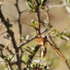 Leptotarsus (Leptotarsus) clavatus at Rendezvous Creek, ACT - 19 Feb 2017