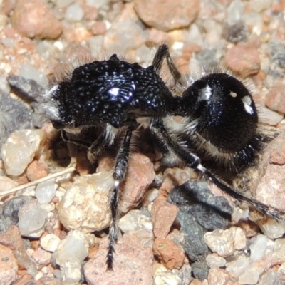 Bothriomutilla rugicollis (Mutillid wasp or velvet ant) at Tennent, ACT - 9 Feb 2016 by michaelb