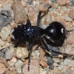 Bothriomutilla rugicollis at Namadgi National Park - 9 Feb 2016 08:48 PM