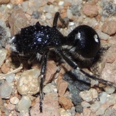 Bothriomutilla rugicollis at Namadgi National Park - 9 Feb 2016 08:48 PM