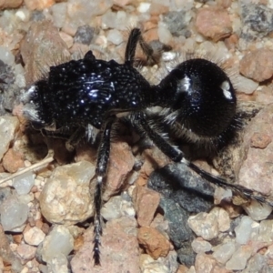 Bothriomutilla rugicollis at Namadgi National Park - 9 Feb 2016 08:48 PM