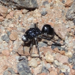 Bothriomutilla rugicollis at Namadgi National Park - 9 Feb 2016 08:48 PM