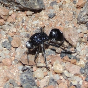 Bothriomutilla rugicollis at Namadgi National Park - 9 Feb 2016 08:48 PM