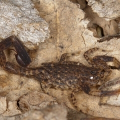 Lychas marmoreus (Little Marbled Scorpion) at Mulligans Flat - 19 Feb 2017 by CedricBear