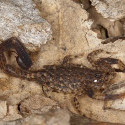 Lychas marmoreus (Little Marbled Scorpion) at Gungahlin, ACT - 19 Feb 2017 by CedricBear