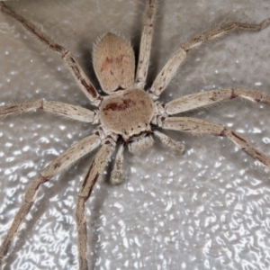 Isopeda sp. (genus) at Forde, ACT - 19 Feb 2017