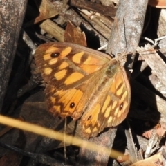 Geitoneura klugii (Marbled Xenica) at Rendezvous Creek, ACT - 18 Feb 2017 by JohnBundock