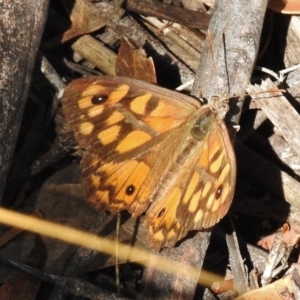 Geitoneura klugii at Rendezvous Creek, ACT - 19 Feb 2017