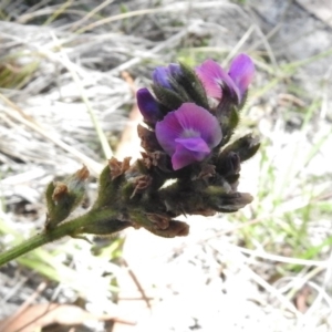 Cullen microcephalum at Rendezvous Creek, ACT - 19 Feb 2017 12:37 PM