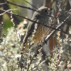 Pachycephala rufiventris (Rufous Whistler) at Rendezvous Creek, ACT - 19 Feb 2017 by JohnBundock