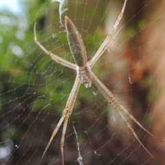 Argiope protensa (Long-tailed Argiope) at Conder, ACT - 9 Jan 2017 by MichaelBedingfield