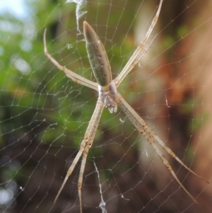 Argiope protensa at Conder, ACT - 9 Jan 2017 08:37 AM