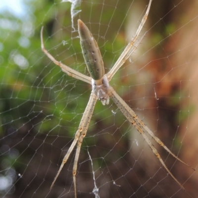 Argiope protensa (Long-tailed Argiope) at Conder, ACT - 9 Jan 2017 by MichaelBedingfield