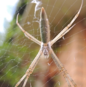 Argiope protensa at Conder, ACT - 9 Jan 2017 08:37 AM