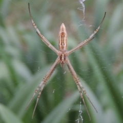 Argiope protensa at Conder, ACT - 9 Jan 2017 08:37 AM