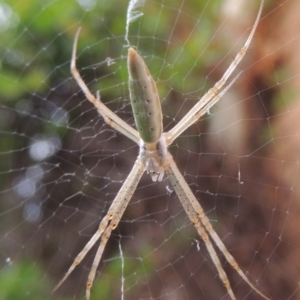 Argiope protensa at Conder, ACT - 9 Jan 2017