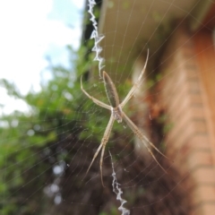 Argiope protensa at Conder, ACT - 9 Jan 2017 08:37 AM