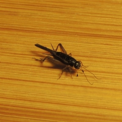 Pteronemobius sp. (genus) (Cricket) at Conder, ACT - 13 Jan 2017 by michaelb