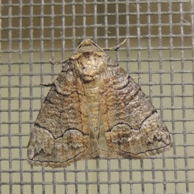 Dysbatus undescribed species (A Line-moth) at Conder, ACT - 25 Jan 2017 by MichaelBedingfield