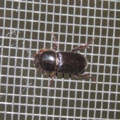 Acrossidius tasmaniae (Black-headed pasture cockchafer) at Conder, ACT - 25 Jan 2017 by michaelb