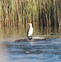 Microcarbo melanoleucos (Little Pied Cormorant) at Paddys River, ACT - 28 Oct 2015 by michaelb