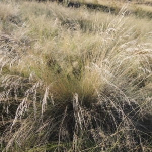 Poa labillardierei at Paddys River, ACT - 19 Feb 2017 07:23 PM