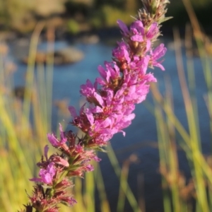 Lythrum salicaria at Paddys River, ACT - 19 Feb 2017 07:35 PM