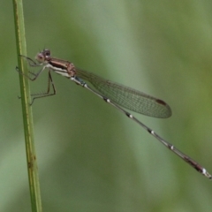 Austrolestes analis (Slender Ringtail) at Cotter River, ACT - 5 Feb 2017 by HarveyPerkins