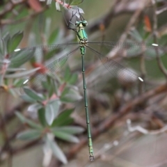 Synlestes weyersii (Bronze Needle) at Cotter River, ACT - 5 Feb 2017 by HarveyPerkins