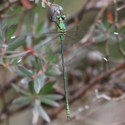 Synlestes weyersii (Bronze Needle) at Cotter River, ACT - 5 Feb 2017 by HarveyPerkins