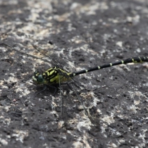 Hemigomphus gouldii at Cotter River, ACT - 6 Feb 2017