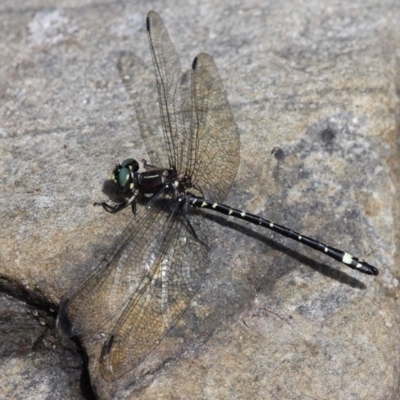 Eusynthemis brevistyla (Small Tigertail) at Cotter River, ACT - 6 Feb 2017 by HarveyPerkins