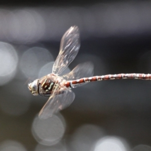 Austroaeschna unicornis at Cotter River, ACT - 6 Feb 2017