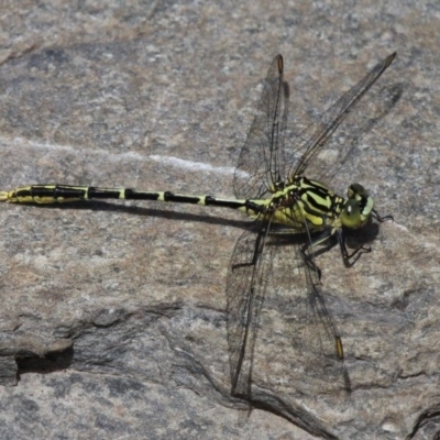 Austrogomphus guerini (Yellow-striped Hunter) at Cotter River, ACT - 6 Feb 2017 by HarveyPerkins