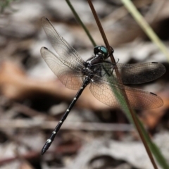 Eusynthemis guttata (Southern Tigertail) at Cotter River, ACT - 6 Feb 2017 by HarveyPerkins