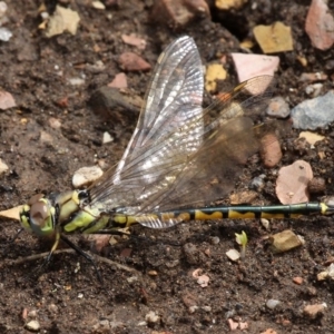 Hemicordulia tau at Cotter River, ACT - 6 Feb 2017