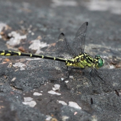 Austrogomphus ochraceus (Jade Hunter) at Cotter River, ACT - 6 Feb 2017 by HarveyPerkins