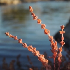 Myriophyllum verrucosum (Red Water-milfoil) at Point Hut to Tharwa - 19 Feb 2017 by MichaelBedingfield