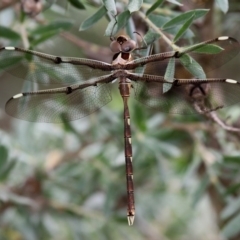 Telephlebia brevicauda (Southern Evening Darner) at Cotter River, ACT - 6 Feb 2017 by HarveyPerkins