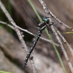 Eusynthemis guttata (Southern Tigertail) at Cotter River, ACT - 6 Feb 2017 by HarveyPerkins