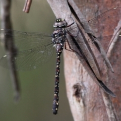 Austroaeschna multipunctata (Multi-spotted Darner) at Cotter River, ACT - 6 Feb 2017 by HarveyPerkins