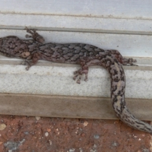 Christinus marmoratus at Kambah, ACT - 29 Dec 2006 12:03 PM