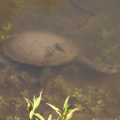 Chelodina longicollis (Eastern Long-necked Turtle) at Tidbinbilla Nature Reserve - 6 Feb 2016 by HarveyPerkins